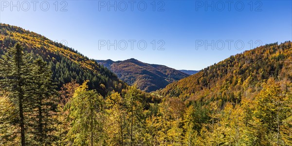 Mixed forest in the Upper Black Forest in autumn