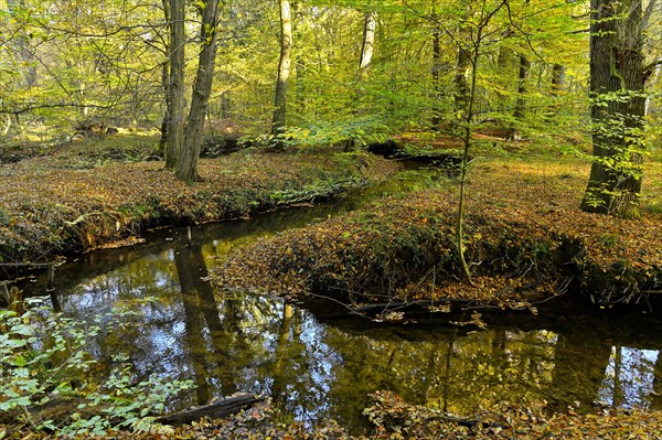 Meandering Rotbach in the autumnal Hiesfeld Forest