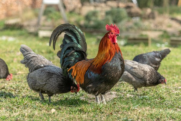 Rooster and hens in a farmyard. Educational Farm