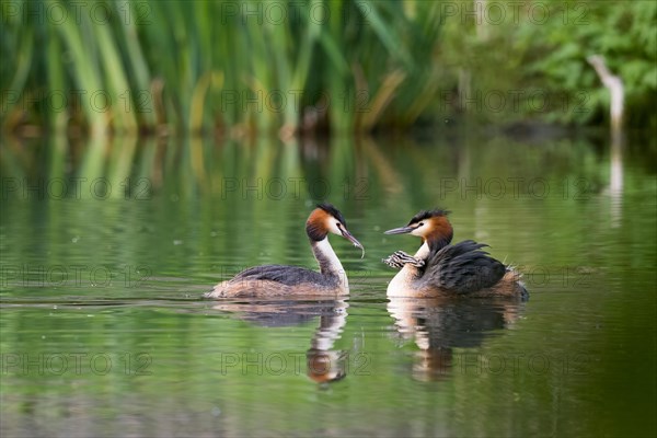 Pair of great crested grebe