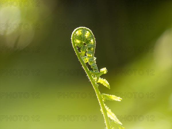 Young ostrich fern