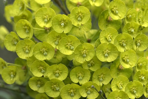 Mediterranean spurge