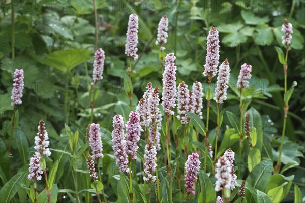 Snail's knotweed