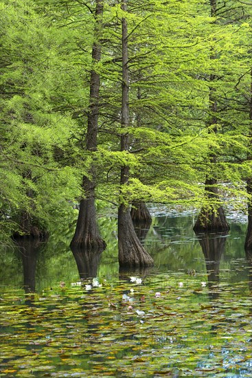 Bald cypress