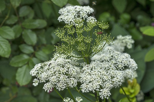 Inflorescence and seed head of common ground elder