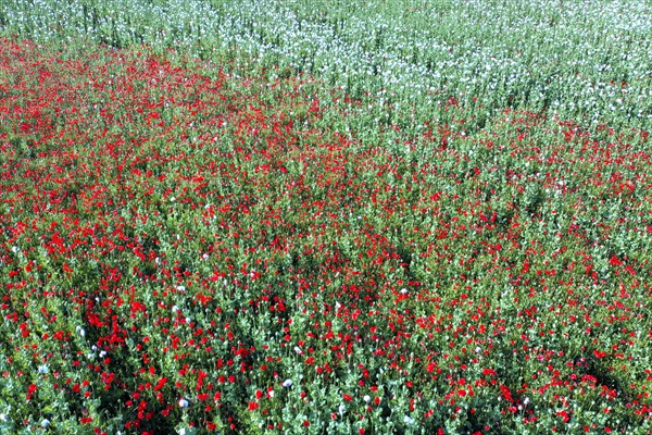 Field with Waldviertel grey poppy