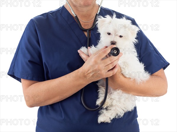 Female veterinarian with stethoscope holding young maltese puppy isolated on white