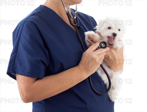 Female veterinarian with stethoscope holding young maltese puppy isolated on white