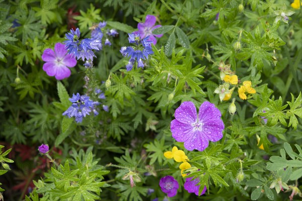 Marsh cranesbill