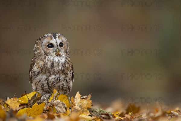 Tawny owl