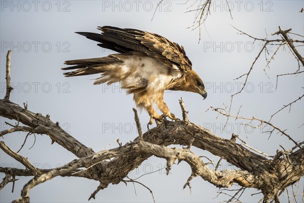 A tawny eagle