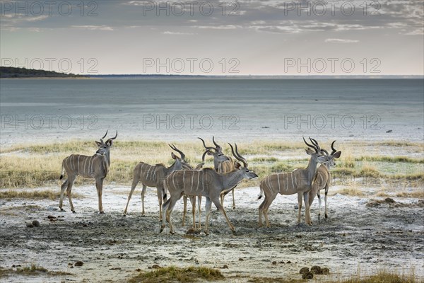 Greater kudu