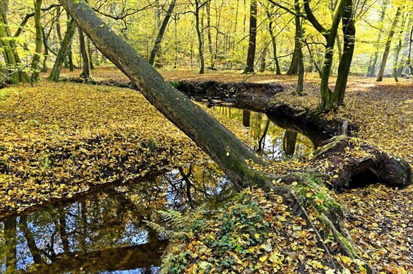 Rotbach in the autumnal Hiesfeld Forest