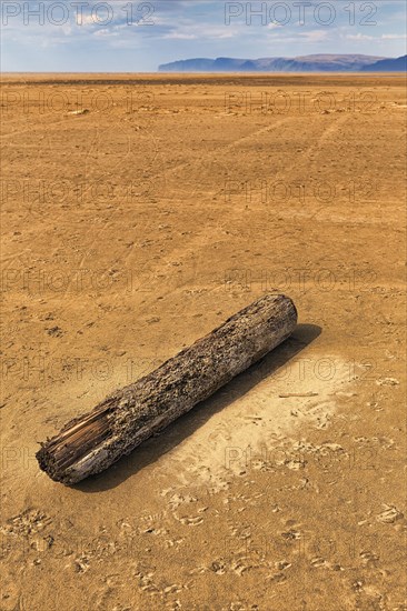 Driftwood on the remote sandy beach Rauoisandur