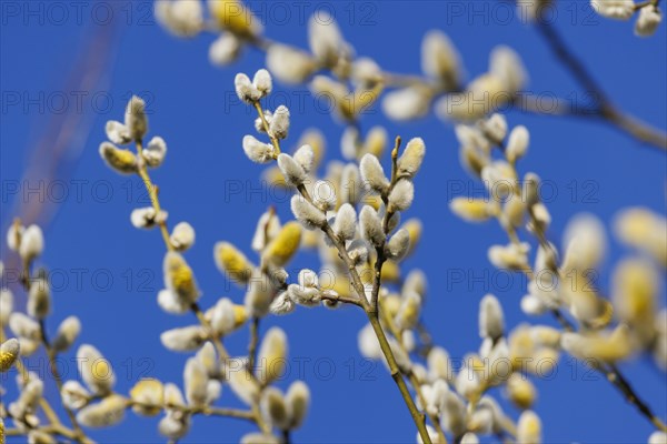 Goat willow