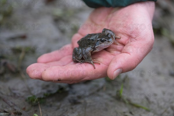 Grasfrosch