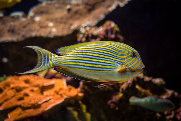 Lined surgeonfish