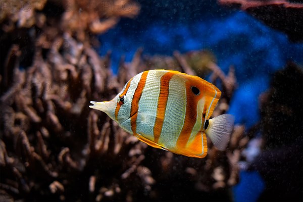 Copperband butterflyfish