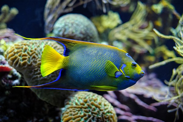 Queen angelfish