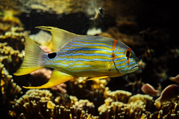 Sailfin snapper blue-lined sea bream