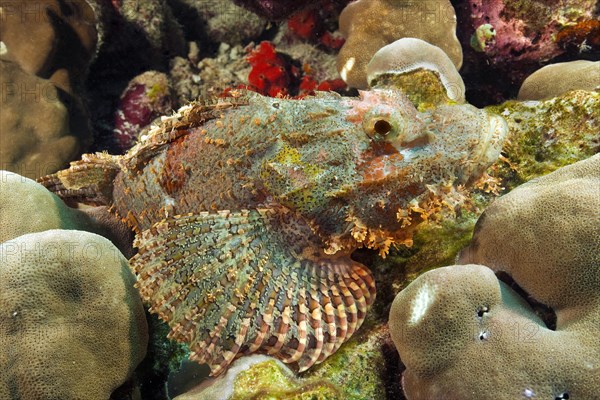 Bearded scorpionfish