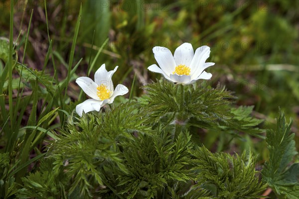 Alpine pasqueflower