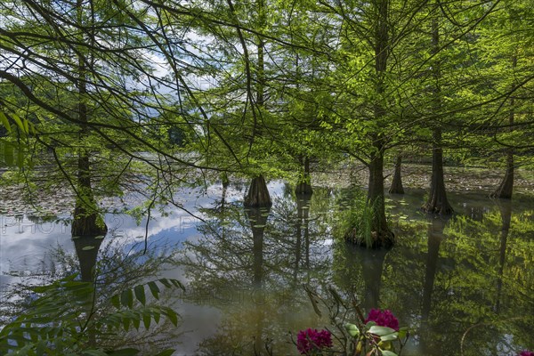 Bald cypress