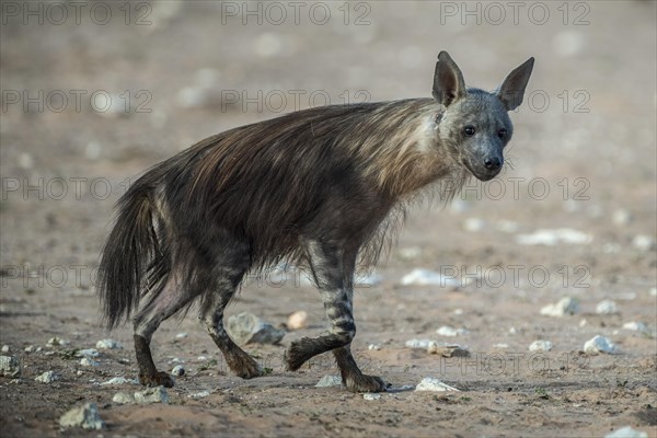 Brown hyena