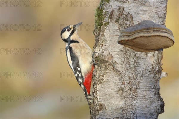 Great spotted woodpecker