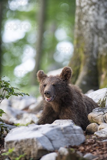 European Brown bear