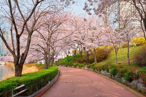 Blooming sakura cherry blossom alley in park in spring