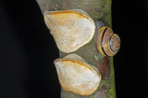 Hain-Baenderschnecke