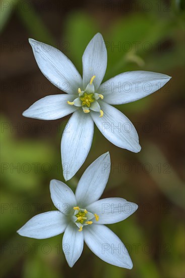 Flowers of the umbellifer