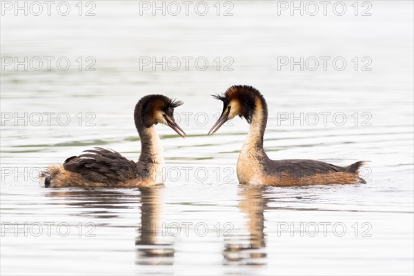 Great crested grebe