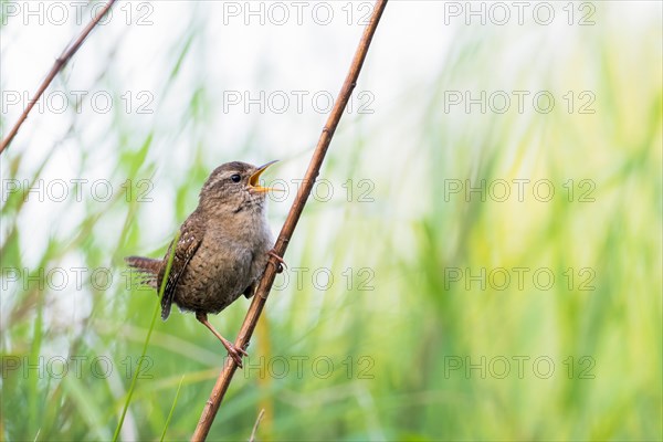 Wren