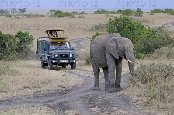 African elephant