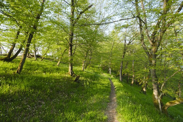 Hiking trail through the beech forest