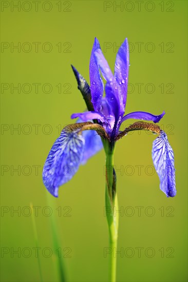 Siberian iris