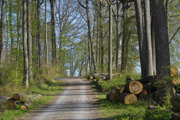 D. BW. Laubwald im Fruehling