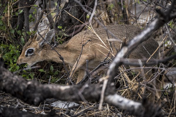 Kirk dikdik or kirk's dik-dik