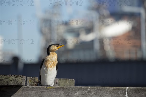 Little pied cormorant