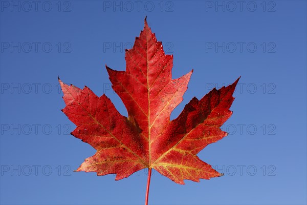Red Maple Leaf and Blue Sky