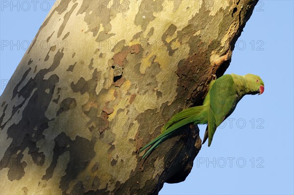 Rose-ringed parakeet