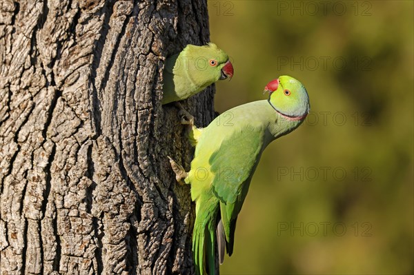 Two collared parakeets