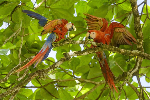 Scarlet macaw