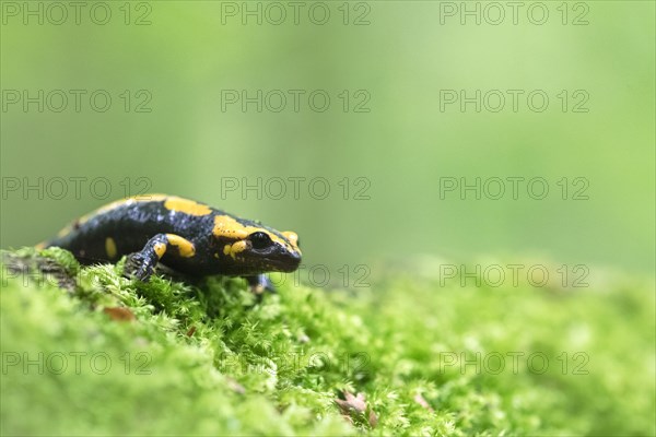 Feuersalamander