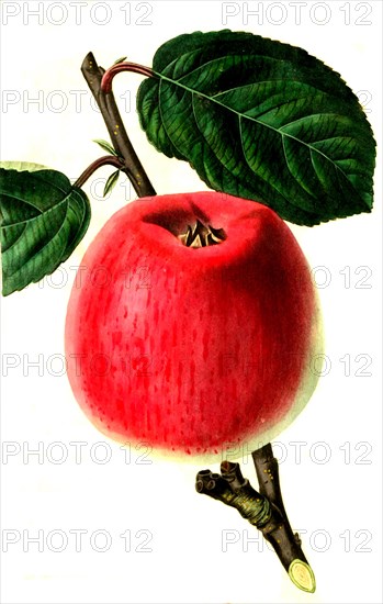 Apfel