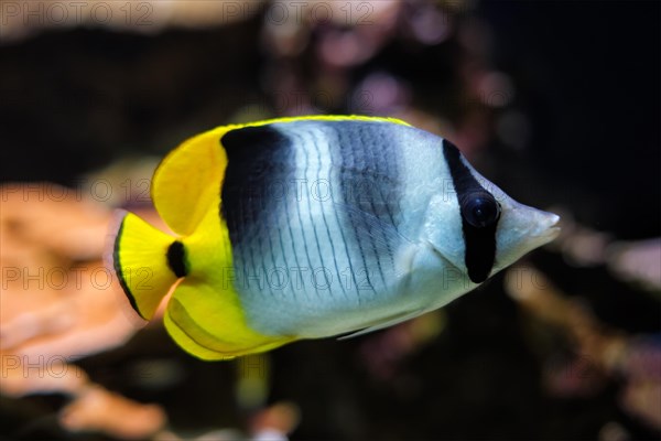 Pacific double-saddle butterflyfish