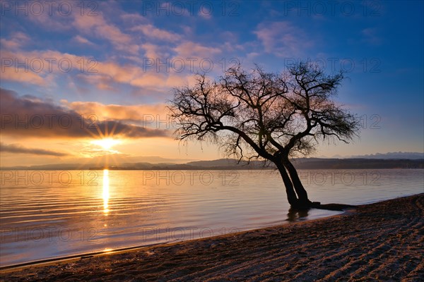 Blattloser Baum an einem Sandstrand am Murtensee