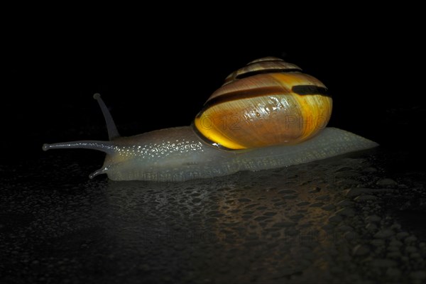 Hain-Baenderschnecke